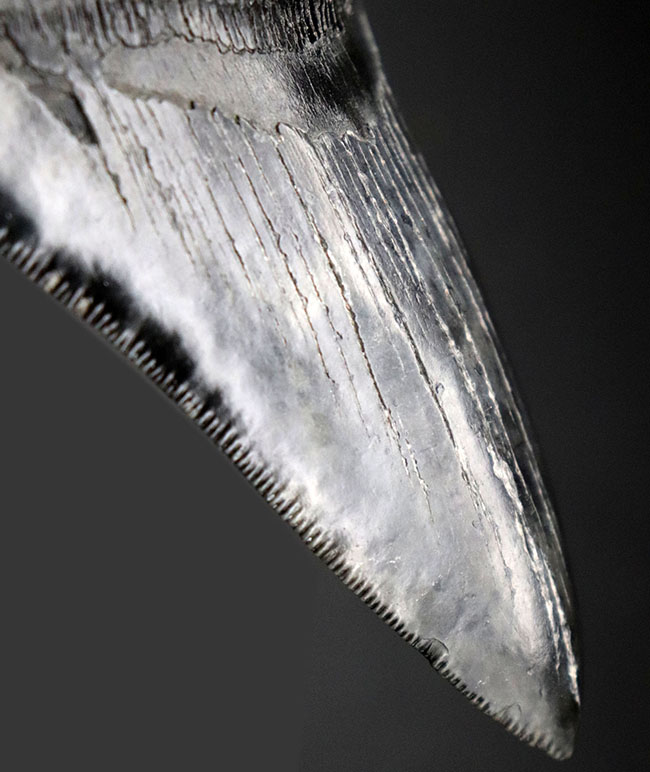 鳥肌モノのセレーションに加え、左右対称性、サイズ、保存状態、どれをとってもハイクラスなメガロドン(Carcharodon megalodon)の歯化石(その1)