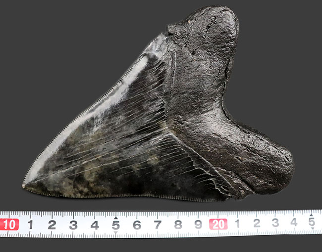 鳥肌モノのセレーションに加え、左右対称性、サイズ、保存状態、どれをとってもハイクラスなメガロドン（Carcharodon megalodon）の歯化石（その10）