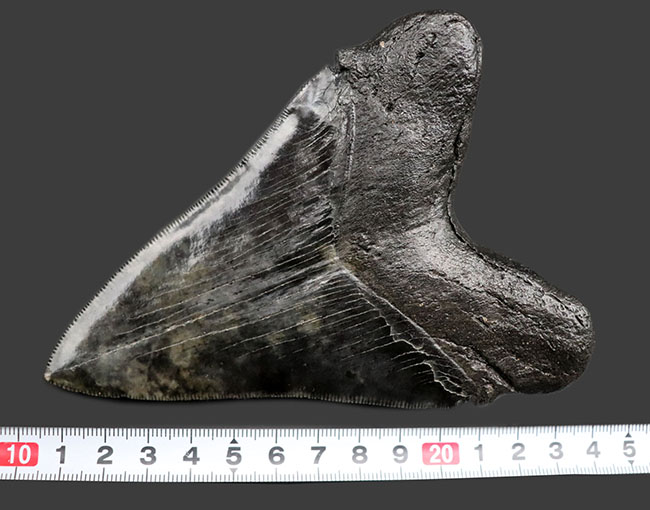 鳥肌モノのセレーションに加え、左右対称性、サイズ、保存状態、どれをとってもハイクラスなメガロドン(Carcharodon megalodon)の歯化石(その10)