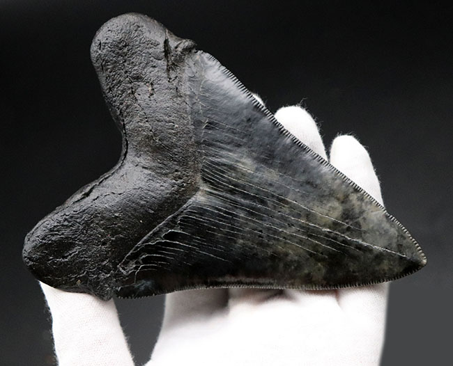 鳥肌モノのセレーションに加え、左右対称性、サイズ、保存状態、どれをとってもハイクラスなメガロドン（Carcharodon megalodon）の歯化石（その3）