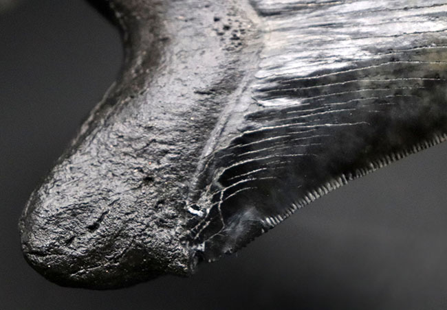 鳥肌モノのセレーションに加え、左右対称性、サイズ、保存状態、どれをとってもハイクラスなメガロドン（Carcharodon megalodon）の歯化石（その4）