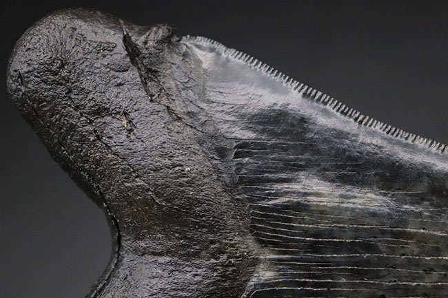 鳥肌モノのセレーションに加え、左右対称性、サイズ、保存状態、どれをとってもハイクラスなメガロドン（Carcharodon megalodon）の歯化石（その5）