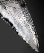 鳥肌モノのセレーションに加え、左右対称性、サイズ、保存状態、どれをとってもハイクラスなメガロドン（Carcharodon megalodon）の歯化石