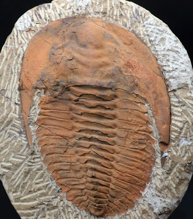 最も初期に登場した三葉虫の代表格、アンダルシアナ(Andalsiana)の化石(その1)