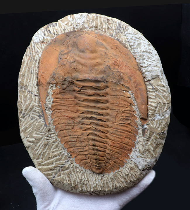 最も初期に登場した三葉虫の代表格、アンダルシアナ（Andalsiana）の化石（その2）
