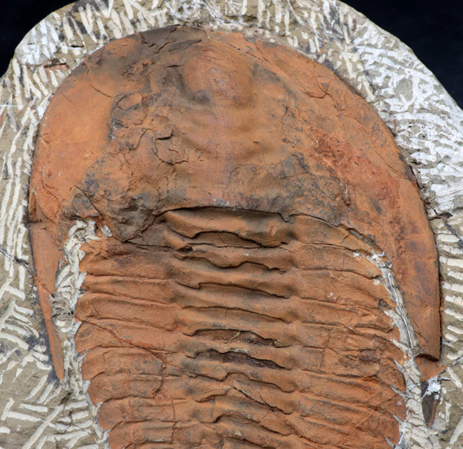 最も初期に登場した三葉虫の代表格、アンダルシアナ(Andalsiana)の化石(その3)