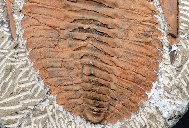 最も初期に登場した三葉虫の代表格、アンダルシアナ（Andalsiana）の化石（その4）