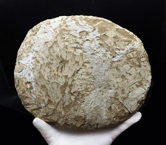 最も初期に登場した三葉虫の代表格、アンダルシアナ(Andalsiana)の化石(その5)