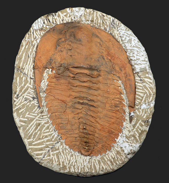 最も初期に登場した三葉虫の代表格、アンダルシアナ（Andalsiana）の化石（その6）