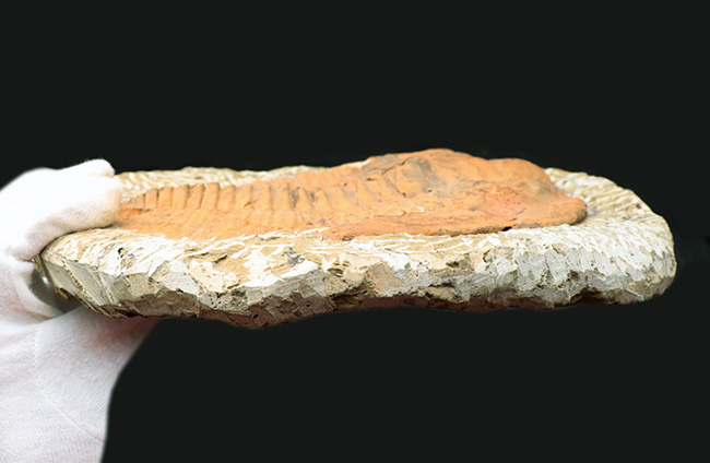 最も初期に登場した三葉虫の代表格、アンダルシアナ(Andalsiana)の化石(その7)