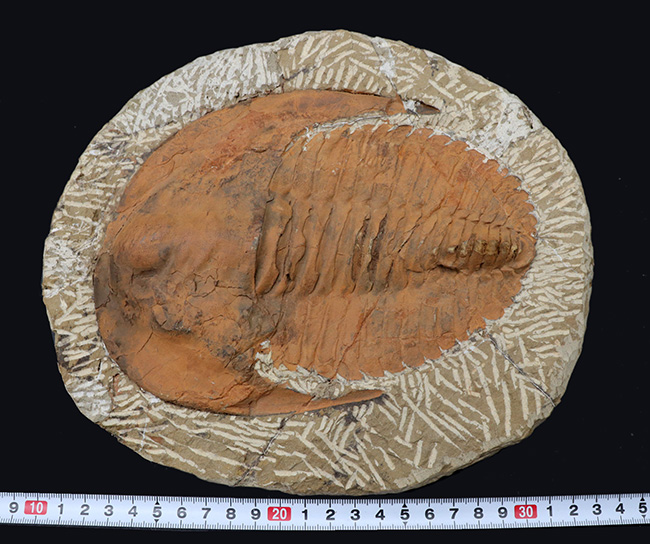 最も初期に登場した三葉虫の代表格、アンダルシアナ(Andalsiana)の化石(その8)
