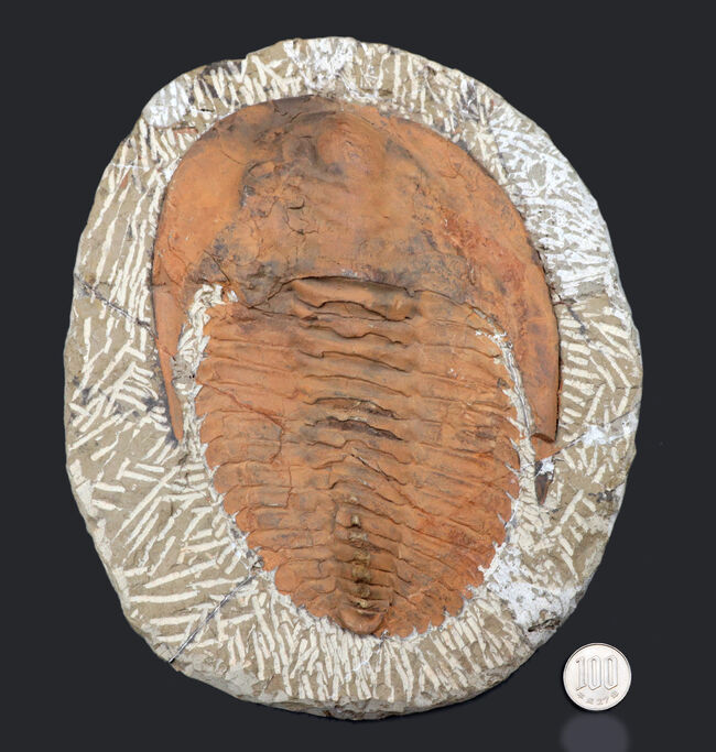 最も初期に登場した三葉虫の代表格、アンダルシアナ(Andalsiana)の化石(その9)