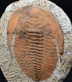 最も初期に登場した三葉虫の代表格、アンダルシアナ（Andalsiana）の化石