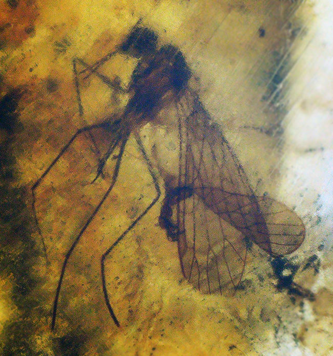 およそ１億年前のシリアゲムシ目の昆虫が眠る琥珀、バーマイト（Burmite）（その3）