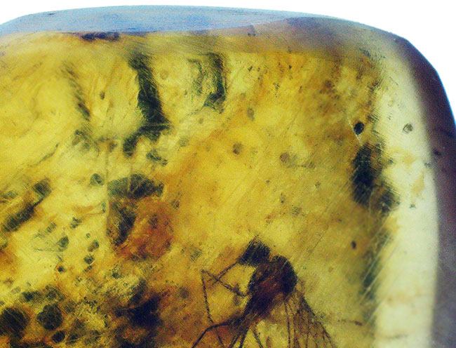 およそ1億年前のシリアゲムシ目の昆虫が眠る琥珀、バーマイト(Burmite)(その4)