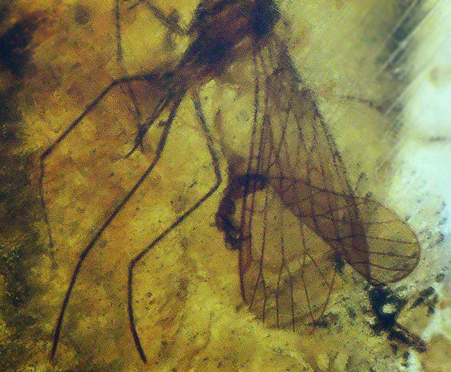 およそ1億年前のシリアゲムシ目の昆虫が眠る琥珀、バーマイト(Burmite)(その5)