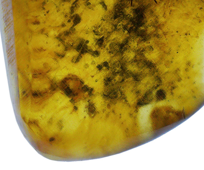 およそ1億年前のシリアゲムシ目の昆虫が眠る琥珀、バーマイト(Burmite)(その6)