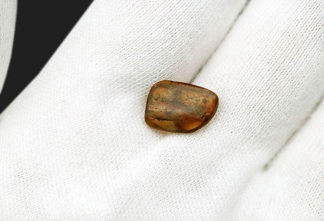 およそ1億年前のシリアゲムシ目の昆虫が眠る琥珀、バーマイト(Burmite)(その7)