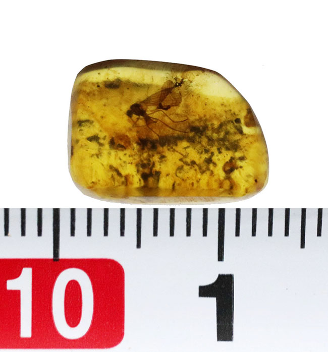 およそ1億年前のシリアゲムシ目の昆虫が眠る琥珀、バーマイト(Burmite)(その8)