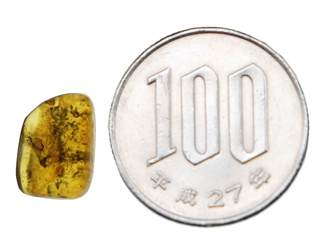 およそ1億年前のシリアゲムシ目の昆虫が眠る琥珀、バーマイト(Burmite)(その9)