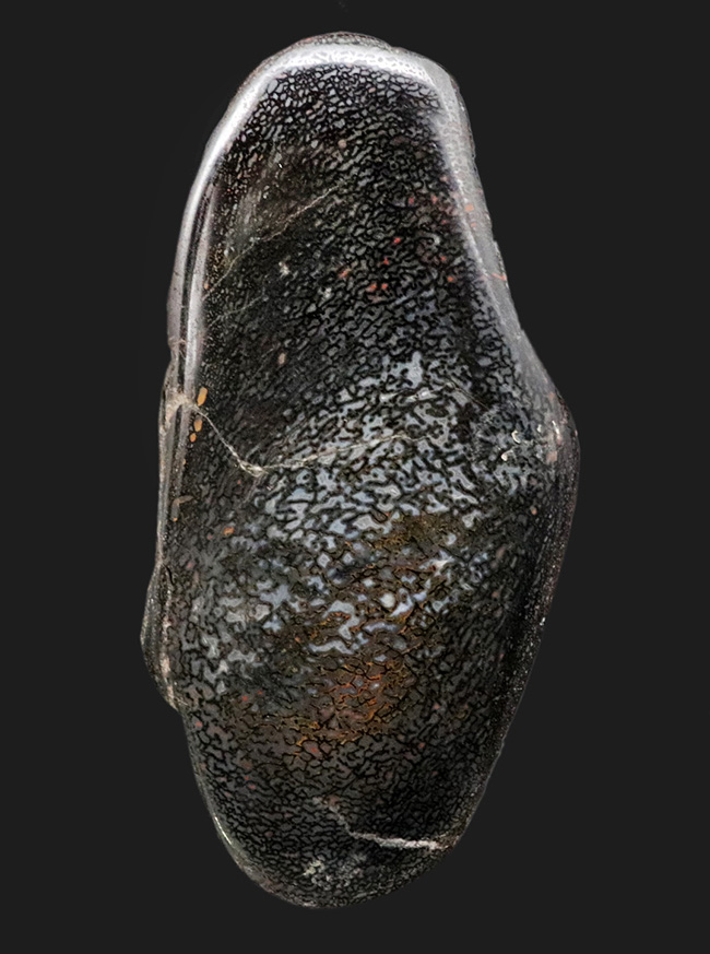 特大!約1億5000万年前のアメリカユタ州の地層より採集された、恐竜の巨大な骨化石。ポリッシュされ美しいテクスチュアを堪能できます!(その1)