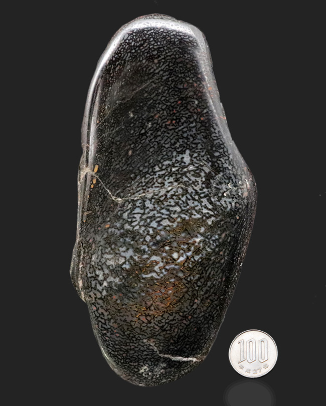 特大!約1億5000万年前のアメリカユタ州の地層より採集された、恐竜の巨大な骨化石。ポリッシュされ美しいテクスチュアを堪能できます!(その10)