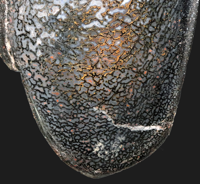 特大!約1億5000万年前のアメリカユタ州の地層より採集された、恐竜の巨大な骨化石。ポリッシュされ美しいテクスチュアを堪能できます!(その4)