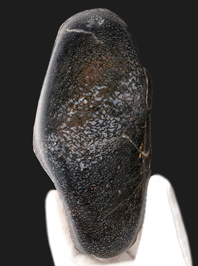 特大!約1億5000万年前のアメリカユタ州の地層より採集された、恐竜の巨大な骨化石。ポリッシュされ美しいテクスチュアを堪能できます!(その5)