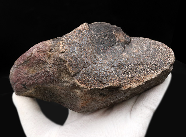 特大!約1億5000万年前のアメリカユタ州の地層より採集された、恐竜の巨大な骨化石。ポリッシュされ美しいテクスチュアを堪能できます!(その6)
