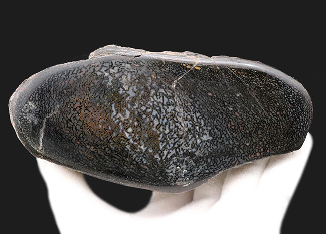 特大!約1億5000万年前のアメリカユタ州の地層より採集された、恐竜の巨大な骨化石。ポリッシュされ美しいテクスチュアを堪能できます!(その7)
