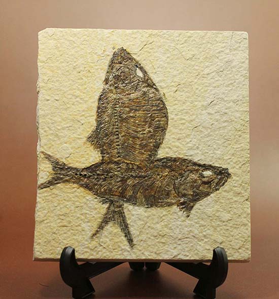 ワイオミング州産魚化石、ディプロミスタス（Diplomystus）の良質標本。上向きの口の秘密も紹介。（その1）