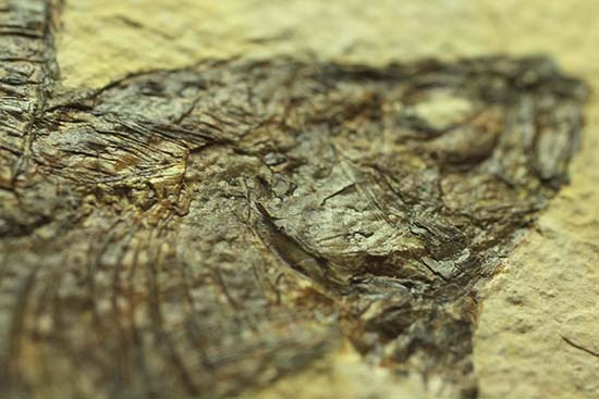 ワイオミング州産魚化石、ディプロミスタス（Diplomystus）の良質標本。上向きの口の秘密も紹介。（その10）
