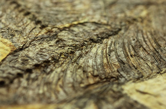 ワイオミング州産魚化石、ディプロミスタス（Diplomystus）の良質標本。上向きの口の秘密も紹介。（その11）