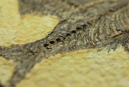 ワイオミング州産魚化石、ディプロミスタス（Diplomystus）の良質標本。上向きの口の秘密も紹介。（その12）