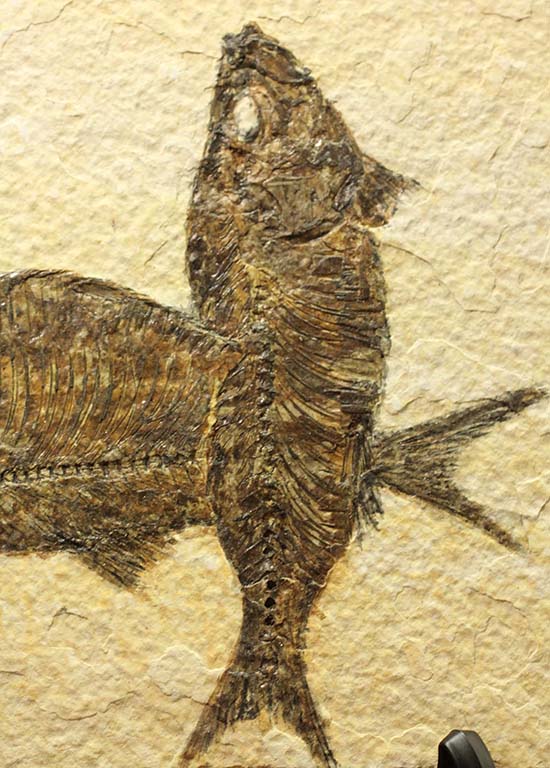 ワイオミング州産魚化石、ディプロミスタス（Diplomystus）の良質標本。上向きの口の秘密も紹介。（その13）