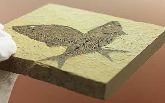 ワイオミング州産魚化石、ディプロミスタス（Diplomystus）の良質標本。上向きの口の秘密も紹介。（その14）