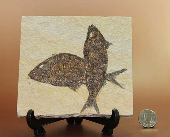 ワイオミング州産魚化石、ディプロミスタス（Diplomystus）の良質標本。上向きの口の秘密も紹介。（その16）
