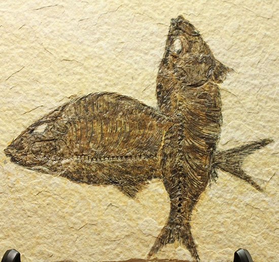 ワイオミング州産魚化石、ディプロミスタス（Diplomystus）の良質標本。上向きの口の秘密も紹介。（その2）
