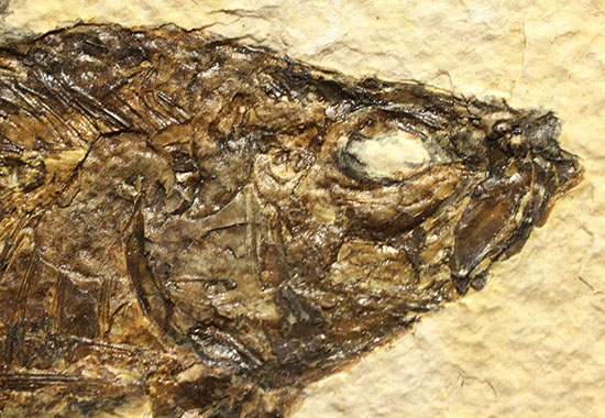ワイオミング州産魚化石、ディプロミスタス（Diplomystus）の良質標本。上向きの口の秘密も紹介。（その3）
