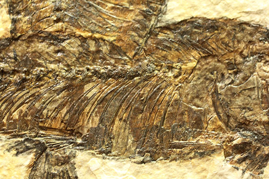 ワイオミング州産魚化石、ディプロミスタス（Diplomystus）の良質標本。上向きの口の秘密も紹介。（その4）