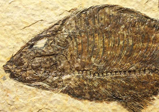 ワイオミング州産魚化石、ディプロミスタス（Diplomystus）の良質標本。上向きの口の秘密も紹介。（その6）
