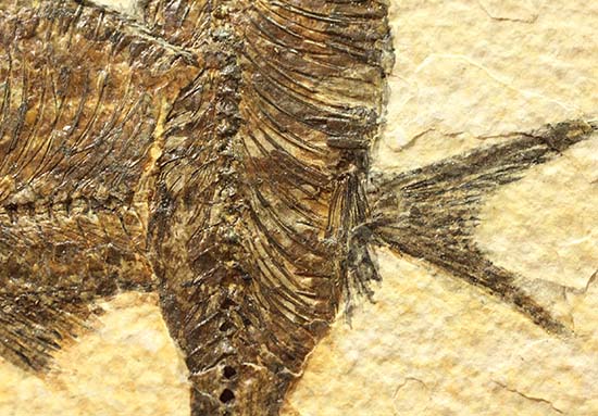 ワイオミング州産魚化石、ディプロミスタス（Diplomystus）の良質標本。上向きの口の秘密も紹介。（その7）