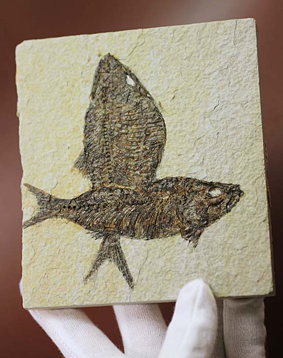 ワイオミング州産魚化石、ディプロミスタス（Diplomystus）の良質標本。上向きの口の秘密も紹介。（その8）