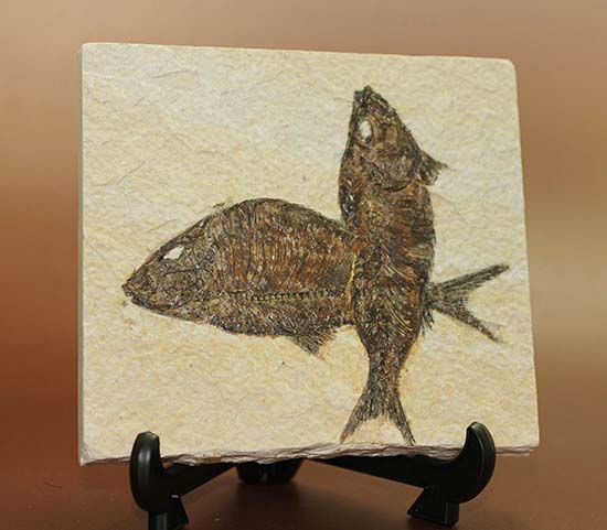 ワイオミング州産魚化石、ディプロミスタス（Diplomystus）の良質標本。上向きの口の秘密も紹介。（その9）