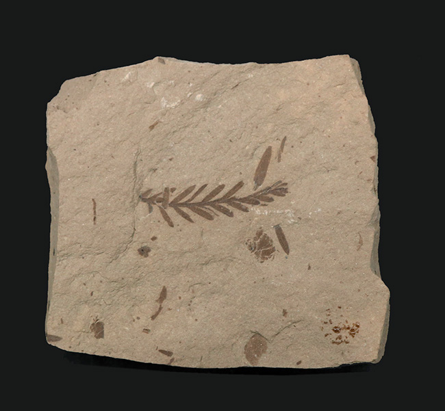 米国モンタナ州産、生きた化石「メタセコイア（Metasequoia）」の上質標本（その1）