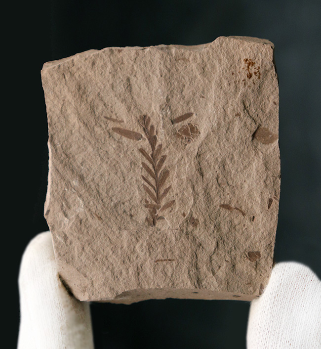 米国モンタナ州産、生きた化石「メタセコイア（Metasequoia）」の上質標本（その2）
