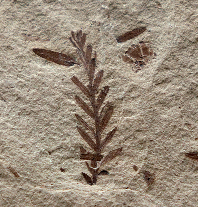 米国モンタナ州産、生きた化石「メタセコイア（Metasequoia）」の上質標本（その3）