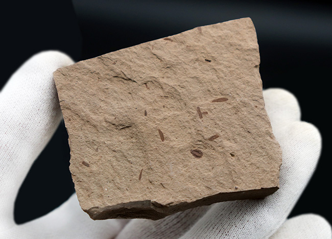 米国モンタナ州産、生きた化石「メタセコイア（Metasequoia）」の上質標本（その4）