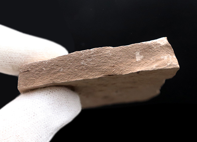 米国モンタナ州産、生きた化石「メタセコイア（Metasequoia）」の上質標本（その5）