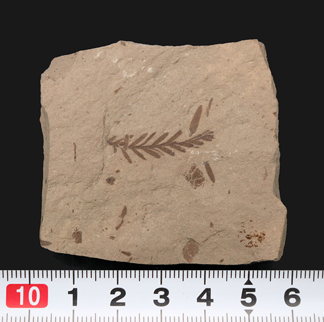 米国モンタナ州産、生きた化石「メタセコイア（Metasequoia）」の上質標本（その6）